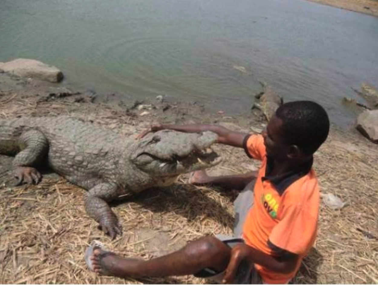 Крокодил живет в африке. Самые страшные крокодилы. Африканский крокодил.