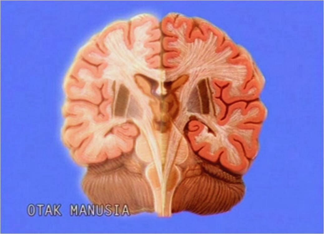 Cara Mengaktifkan Otak Tengah Sendiri Nasi