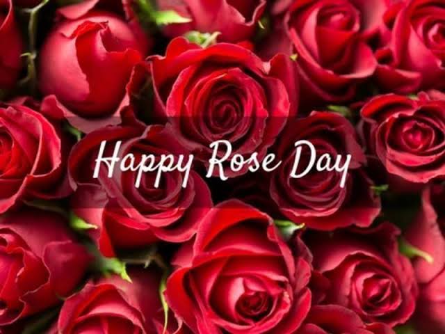 Rose day Wallpapers images Rose day Wallpapers images