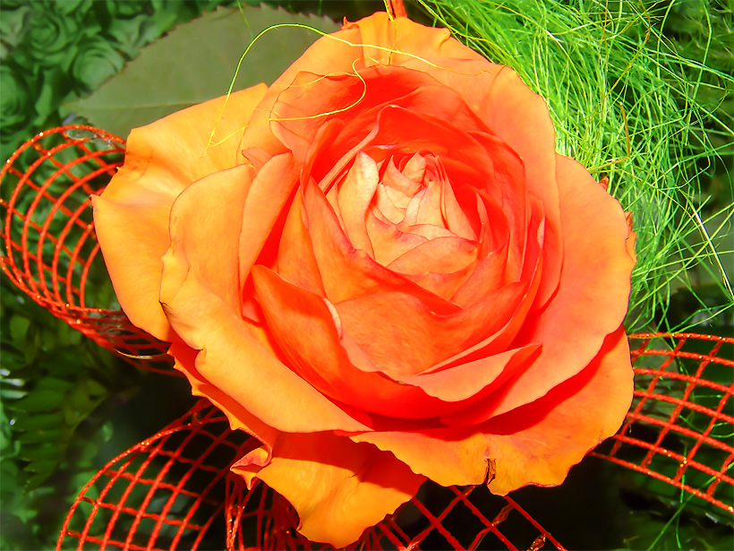 Morze życzeń dla mamy - pomarańczowo czerwona róża