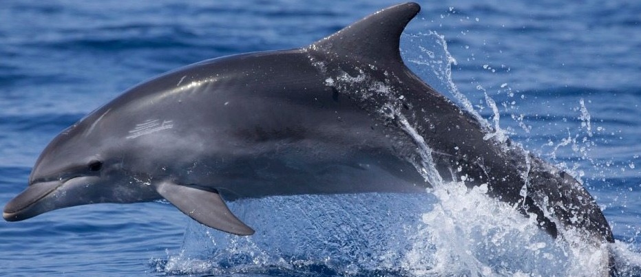 Dolphins fish essay picture