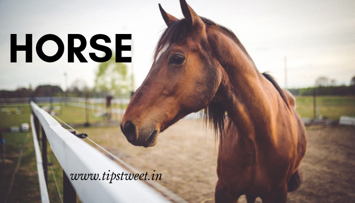 Short paragraph on horse picture