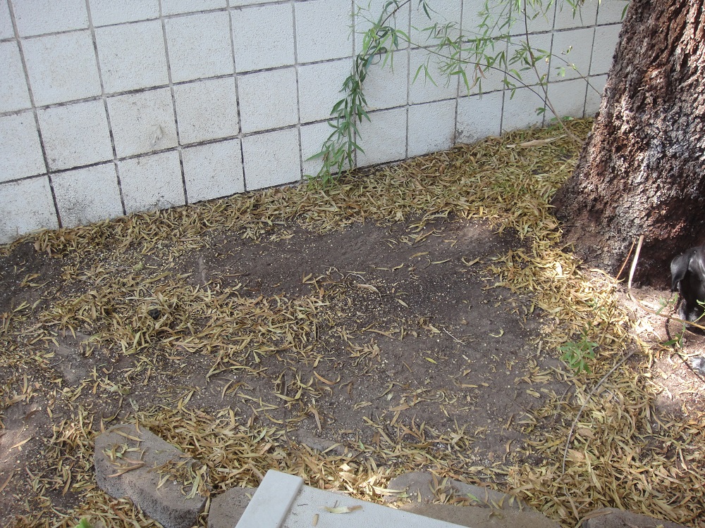 Xtremehorticulture of the Desert African Sumac Yellow Leaves and Leaf Drop