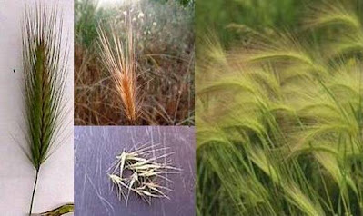 fox tails (wild barley) can cause ear infections in dogs and cats