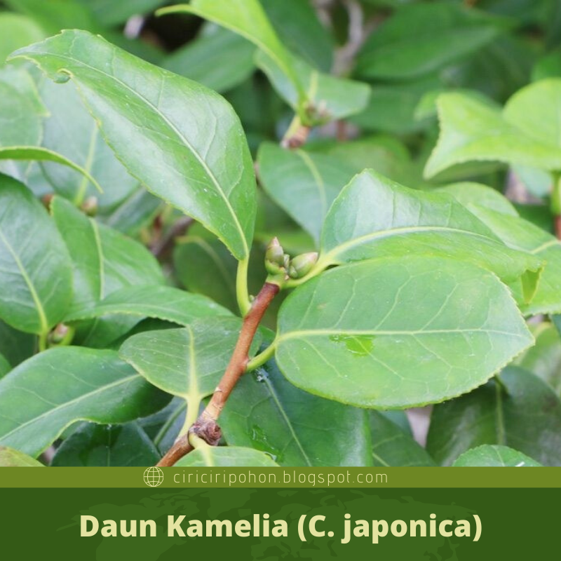 pozie Pohon Anting Putri Liar