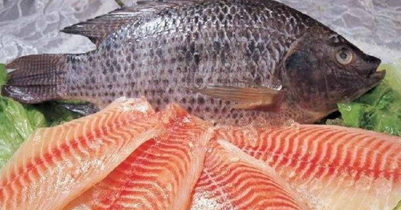 Manfaat dan Khasiat Daging  Ikan Bagi Kesehatan Tubuh 
