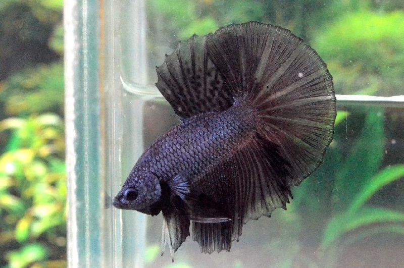 Ikan Halfmoon Kontes, Inilah Ciri Cirinya Ikan Halfmoon Kontes halfmoon contas hitam