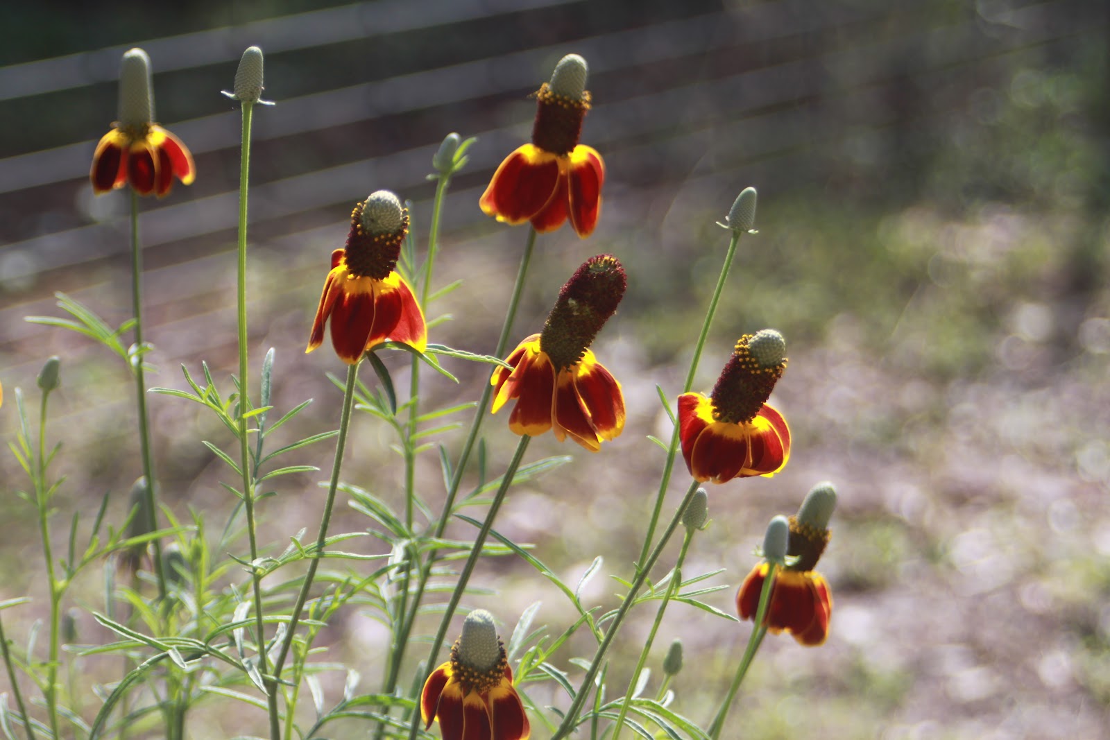 RockOakDeer GBBD May 2012 Mexican Hat Wildflowers