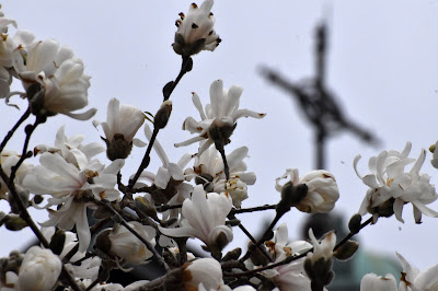 Magnolia flowres and cross