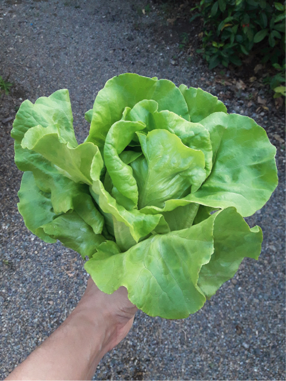 ZEN HYDROPONICS สลัด บัตเตอร์เฮดเขียว (Green Butterhead Lettuce