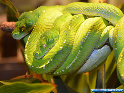 Desktop Python Snakes