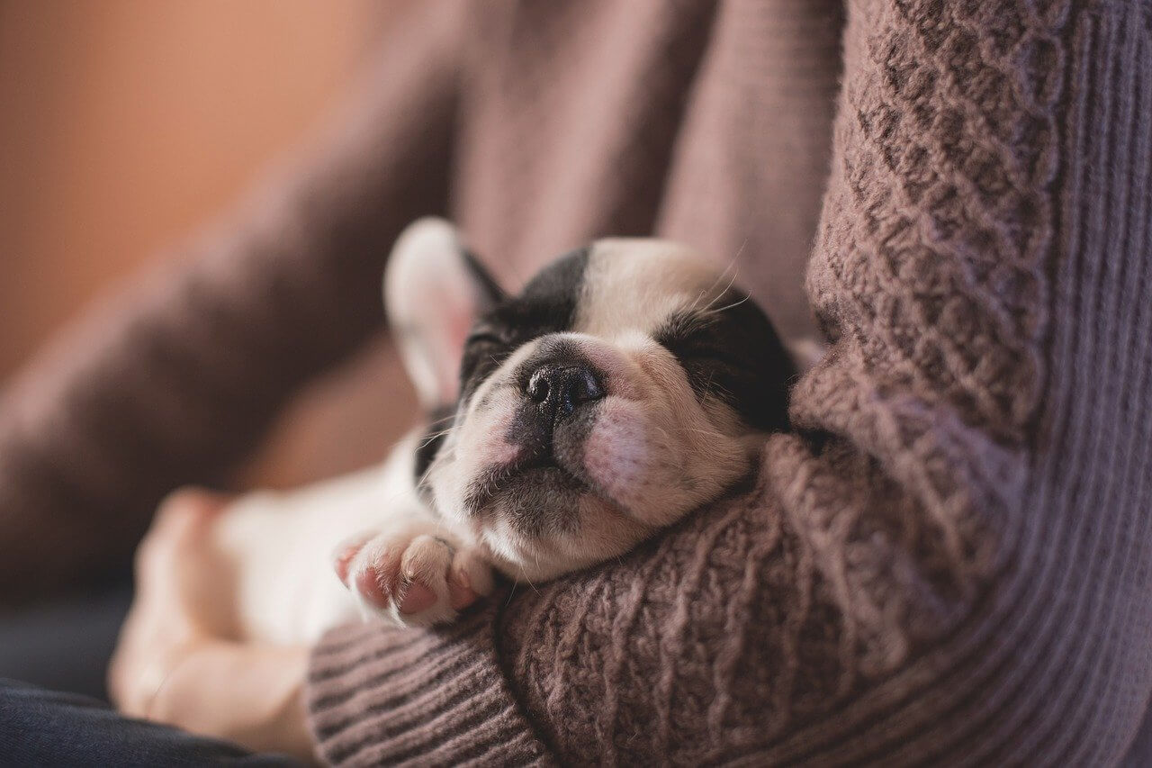 Useful Tips For New Dog Owners Useful Tips For New Dog Owners