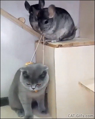 Amazing Cat GIF • 2 crazy Chinchillas playing Marionette with a cool cat haha they're so funny Amazing Cat GIF • 2 crazy Chinchillas playing Marionette with a cool cat haha they're so funny