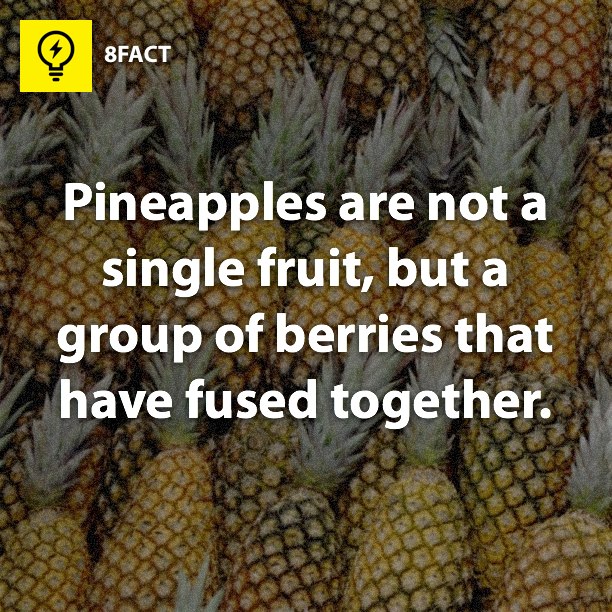 Pineapples are not a single fruit,but a group of berries that have fused together. 8FACT