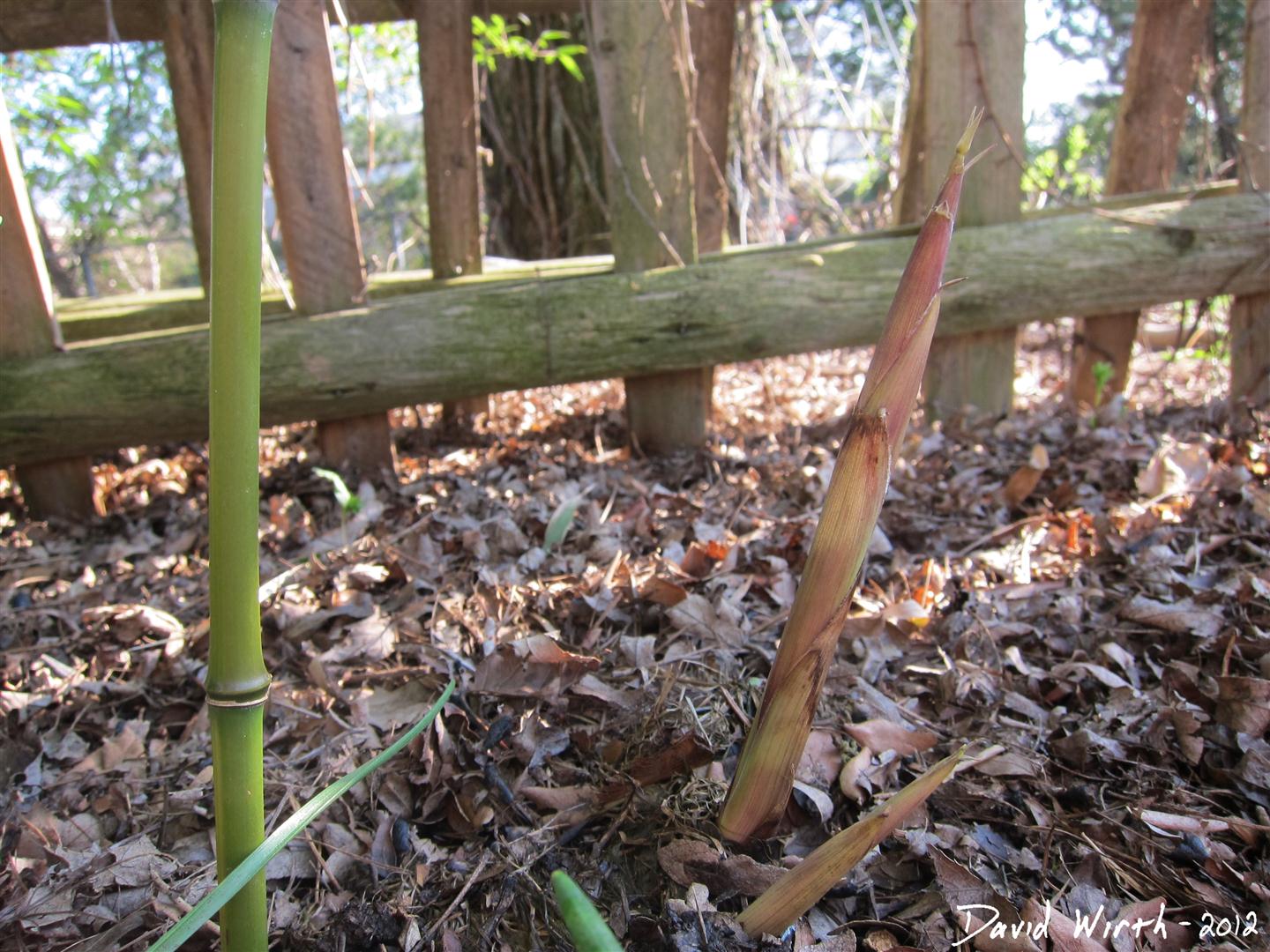 How to Grow Bamboo in Cold Climates