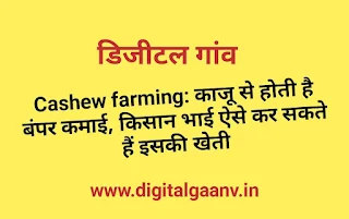 काजू की खेती से किसान कमा रहे लाखो रुपए, यहां जाने काजू की खेती की पूरी जानकारी।