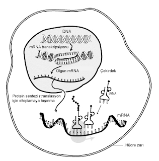 Ökaryotik bir hücredeki mRNAnın ömrü