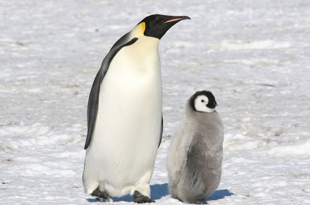 Animal You: Emperor Penguin