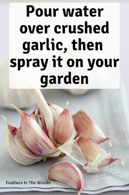 Garlic for garden health