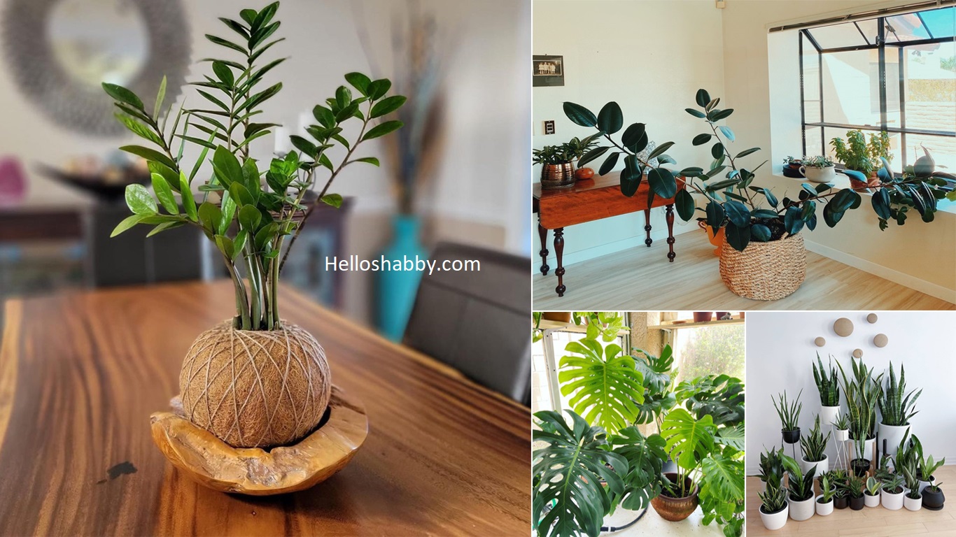 7 Low Maintenance Indoor Plant Names With Pictures