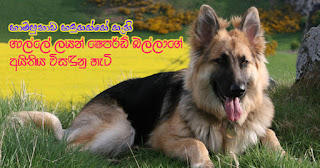 How Lion Shepherd which did not identify owner was finally solved How Lion Shepherd which did not identify owner was finally solved