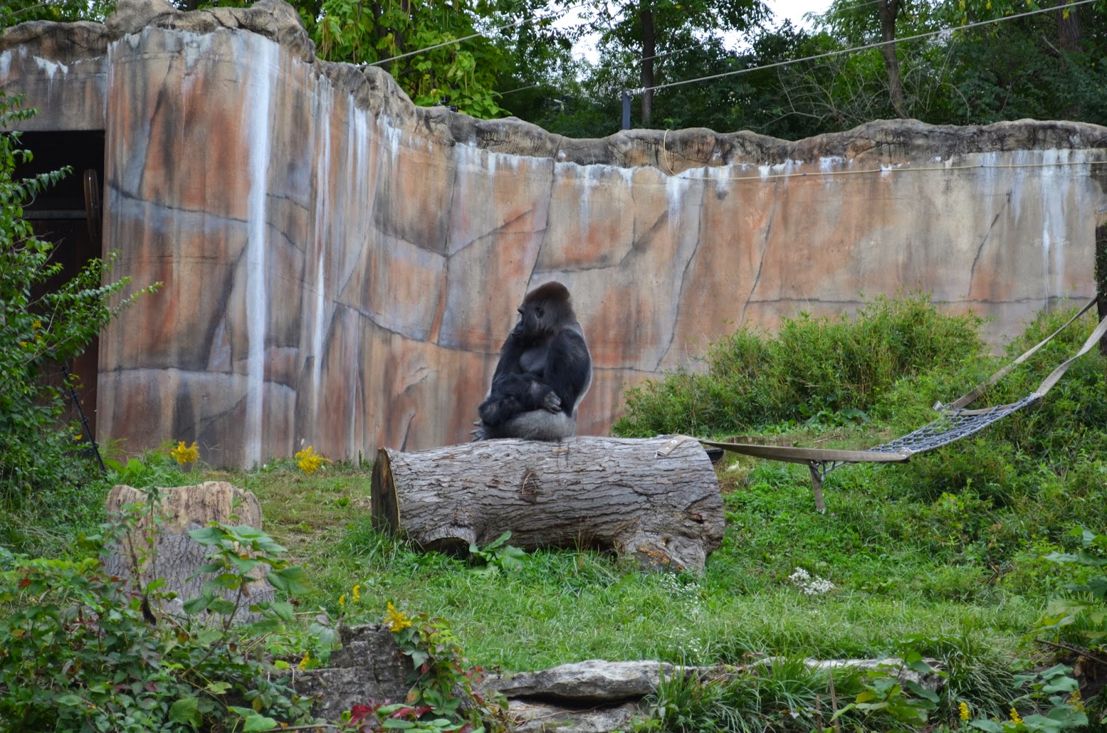 Hi! It's Jilly.: Visiting the St. Louis Zoo