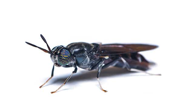 Lalat Tentara Hitam / Ulat Pemakan Sampah Lalat Tentara Hitam / Ulat Pemakan Sampah