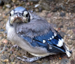 jay fledgling disgruntled looking