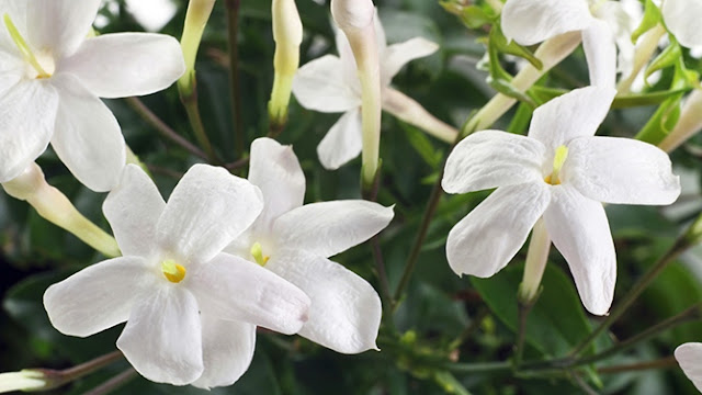 اجمل الصور لزهرة الفل البيضاء الجميلة
