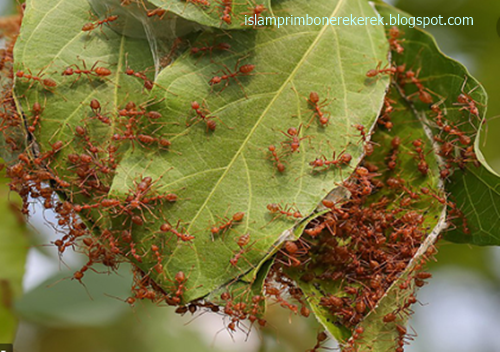19 Arti Mimpi Semut Menurut Islam Primbon Jawa Dan Erek Erek 2D 3D 4D -  Islam Primbon Erek Erek