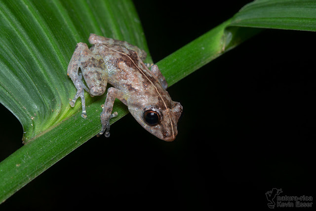Diasporus diastema - Common Dink Frog