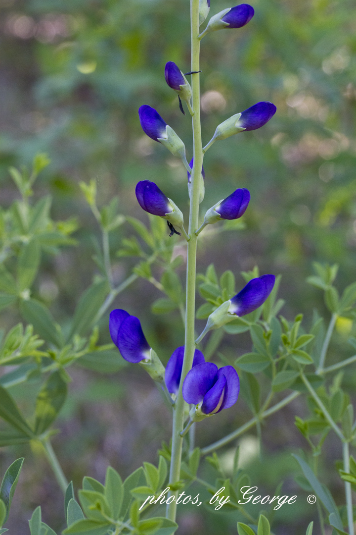 indigo flower indigo flower