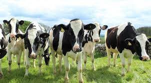 dairy farming , cattle farming , Animal , milk production