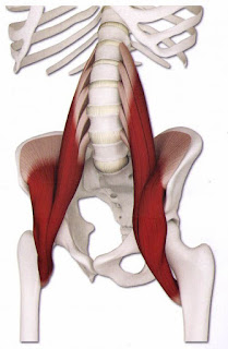 iliopsoas muscle, action, muscle picture