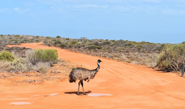 emu en Australia