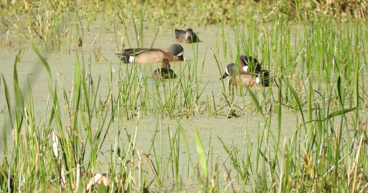 Bird & Travel Photos, Birding Sites, Bird Information BLUEWINGED