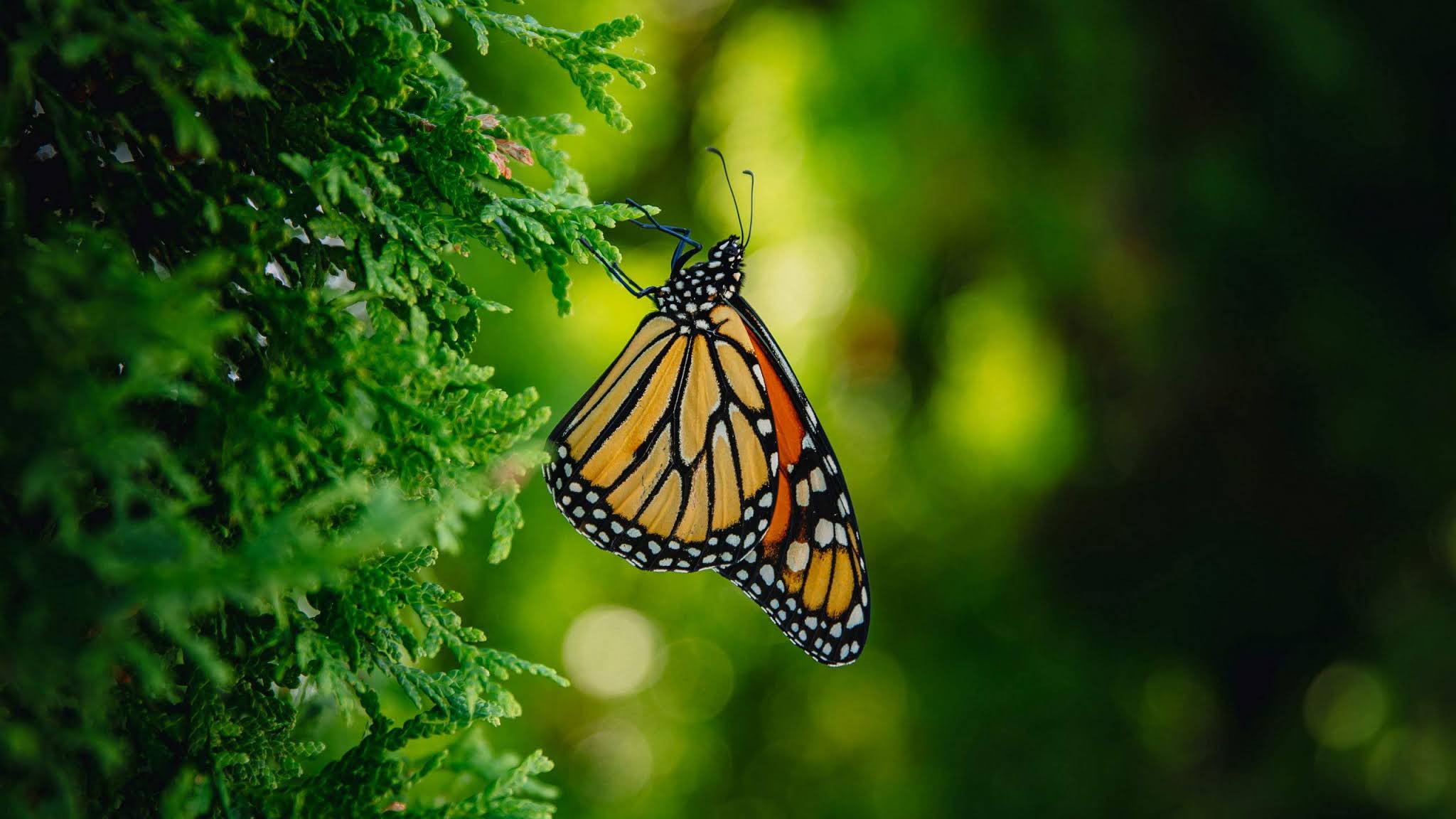 Wallpaper Monarch Butterfly, Insect, Macro