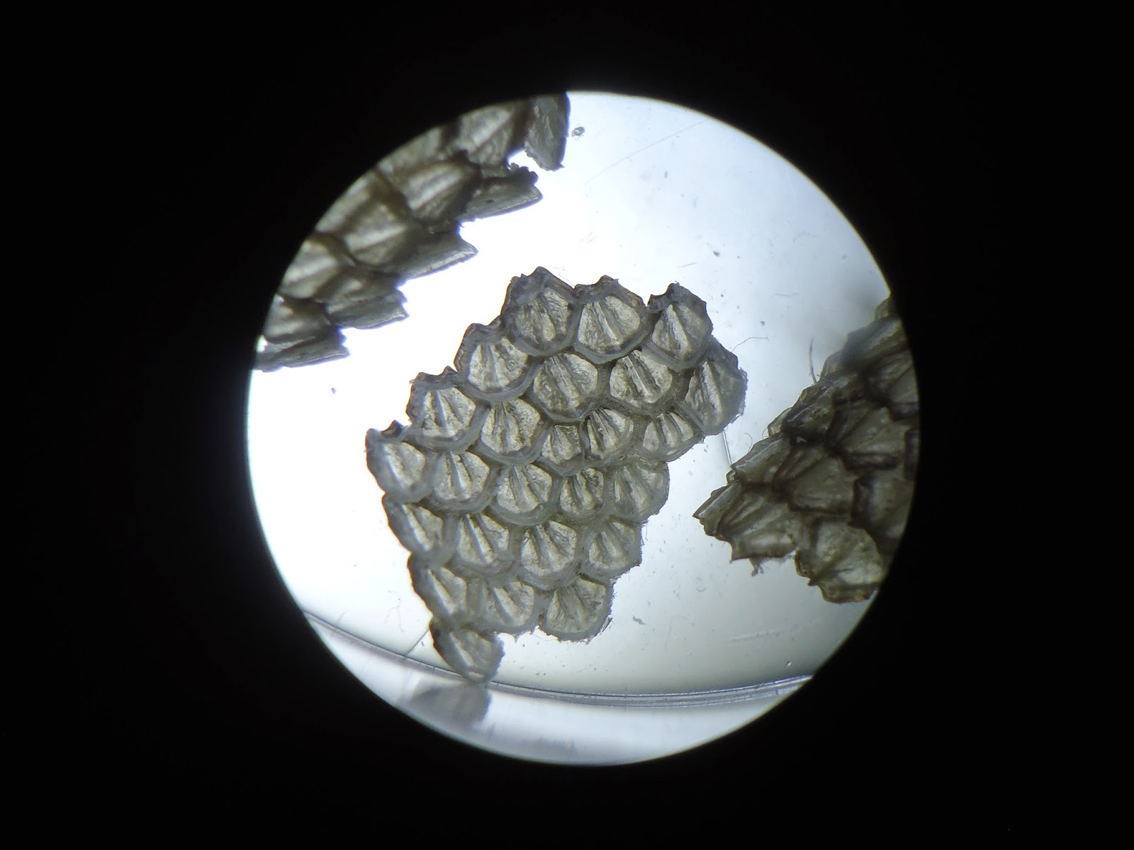 Huntsman Marine Science Centre: March Break - Shark Day