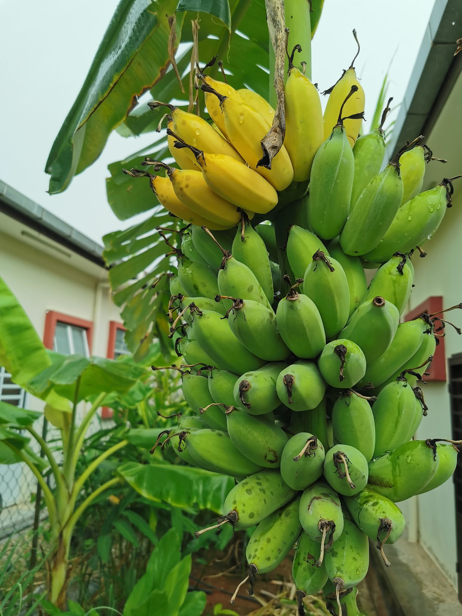 Rezeki Tanam Pisang Awak Belakang Rumah
