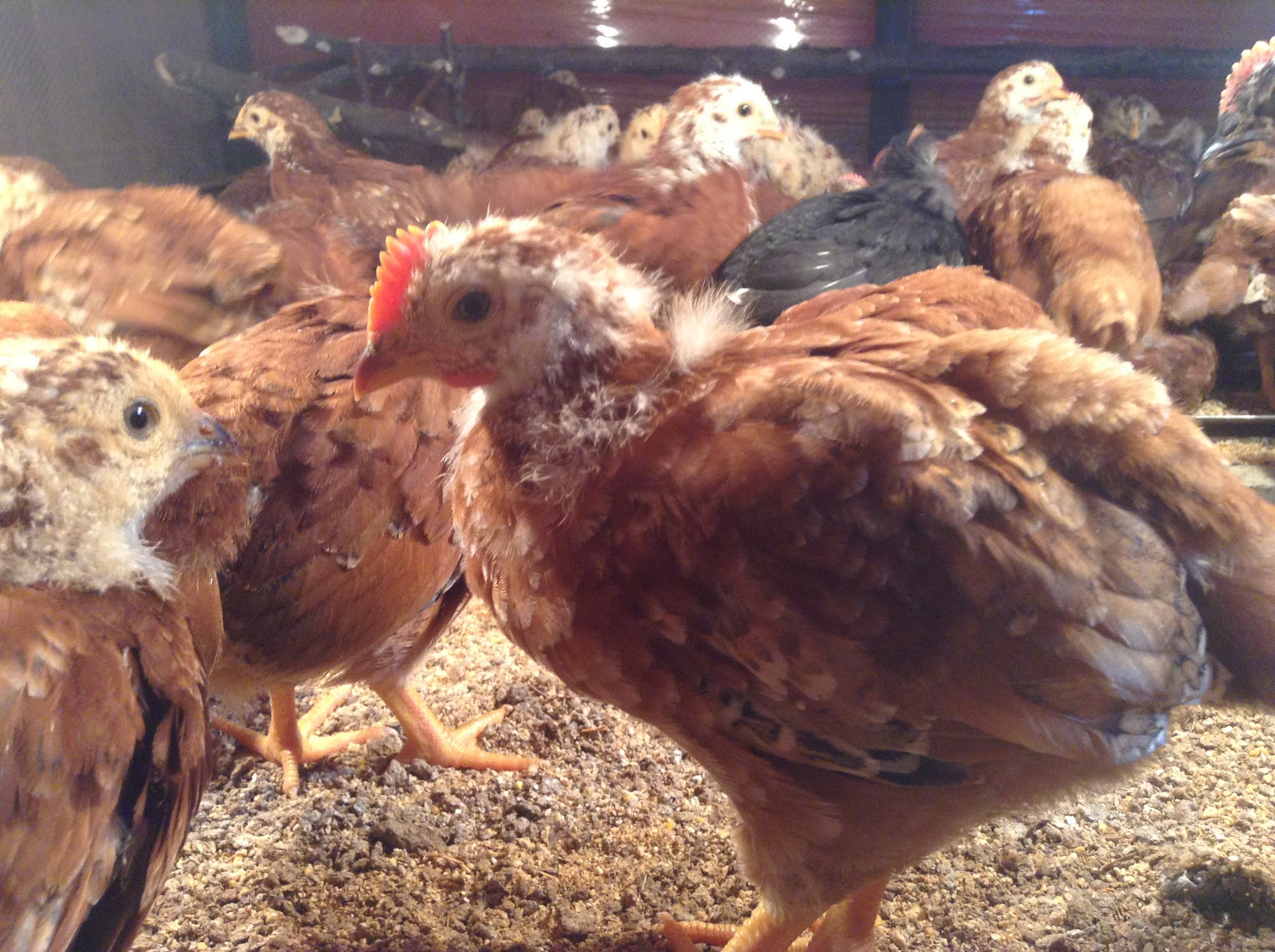 Buy Rhode Island Reds and Black Australorps Fast Growing Month Old