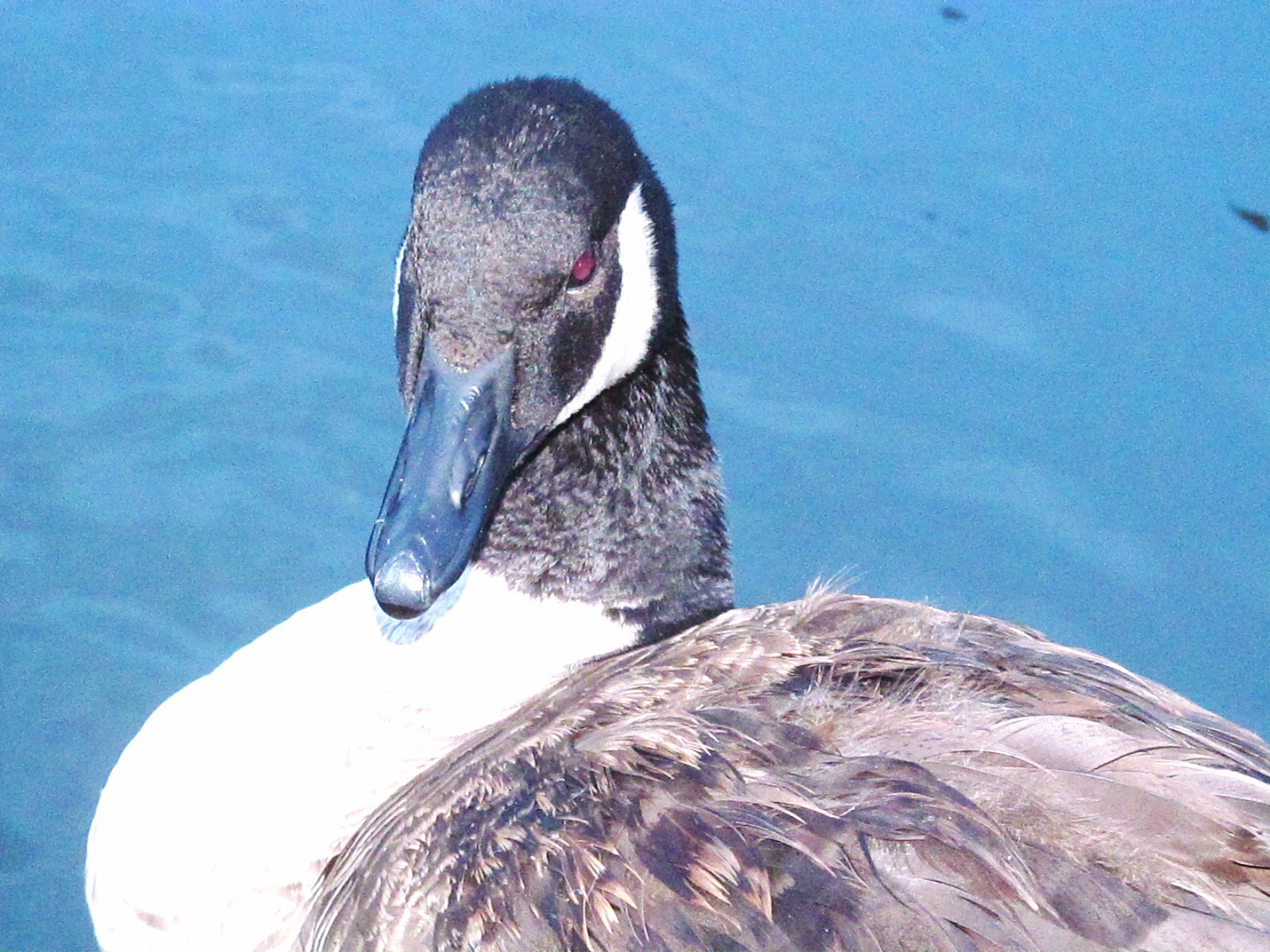 Tales, Tails and Feathers of New York PCA Can a Goose Die from a