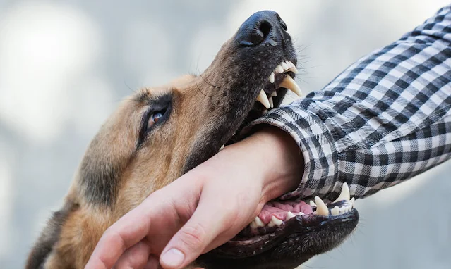 Lethal Effects Of Man’s Best Friend: Common Dog Bite Injuries In Houston