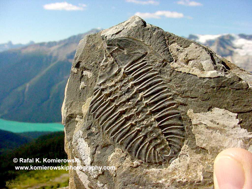 The Adventures of Michelle in the Environment(ENB) Burgess Shale