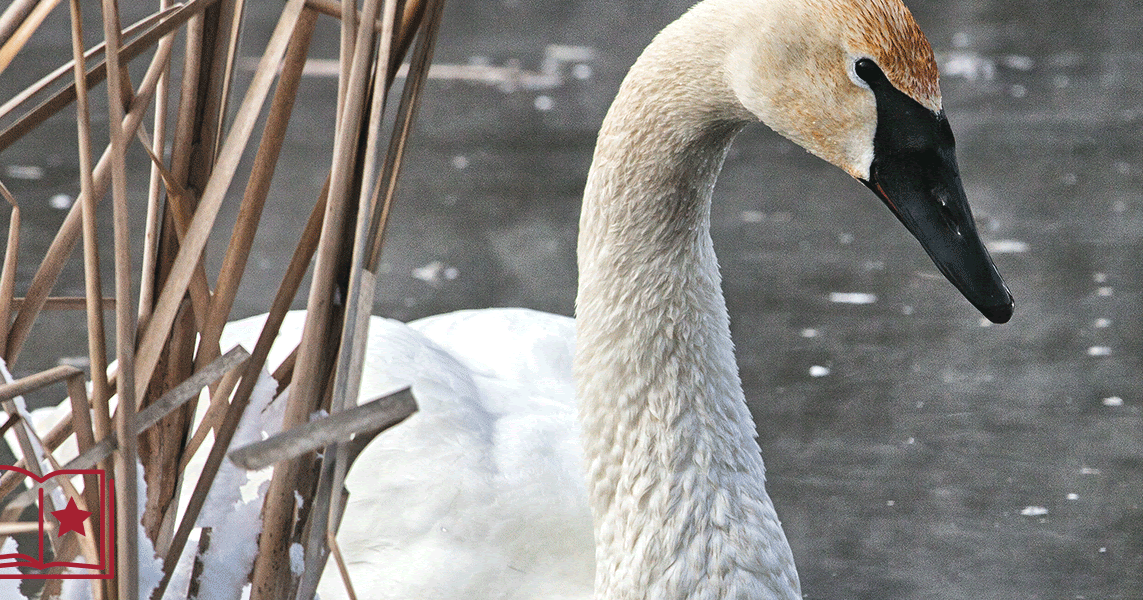 Lead Is Still Poisoning Our Wildlife!