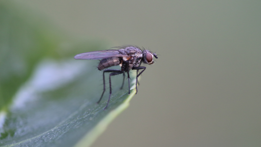 mosca negra