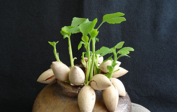 semillas germinadas de ginkgo biloba