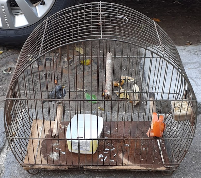 Polícia Ambiental resgata aves silvestres mantidas irregularmente em cativeiros em cidades do Oeste Paulista Polícia Ambiental resgata aves silvestres mantidas irregularmente em cativeiros em cidades do Oeste Paulista