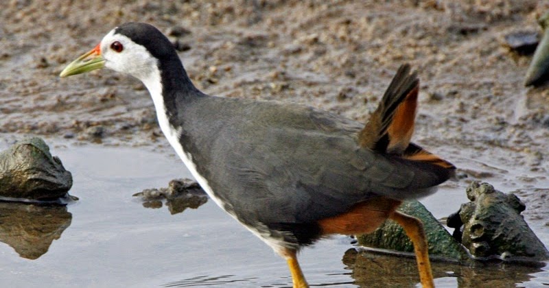 Burung Pemakan Ikan Di Sawah Gambar Burung Burung Pemakan Ikan Di Sawah Gambar Burung