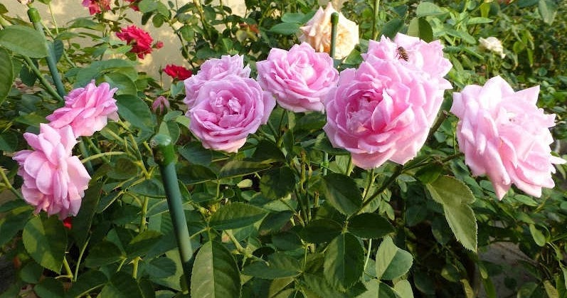 Konsep 36+ Cara Merajut Bunga Mawar Untuk Pemula Konsep 36+ Cara Merajut Bunga Mawar Untuk Pemula