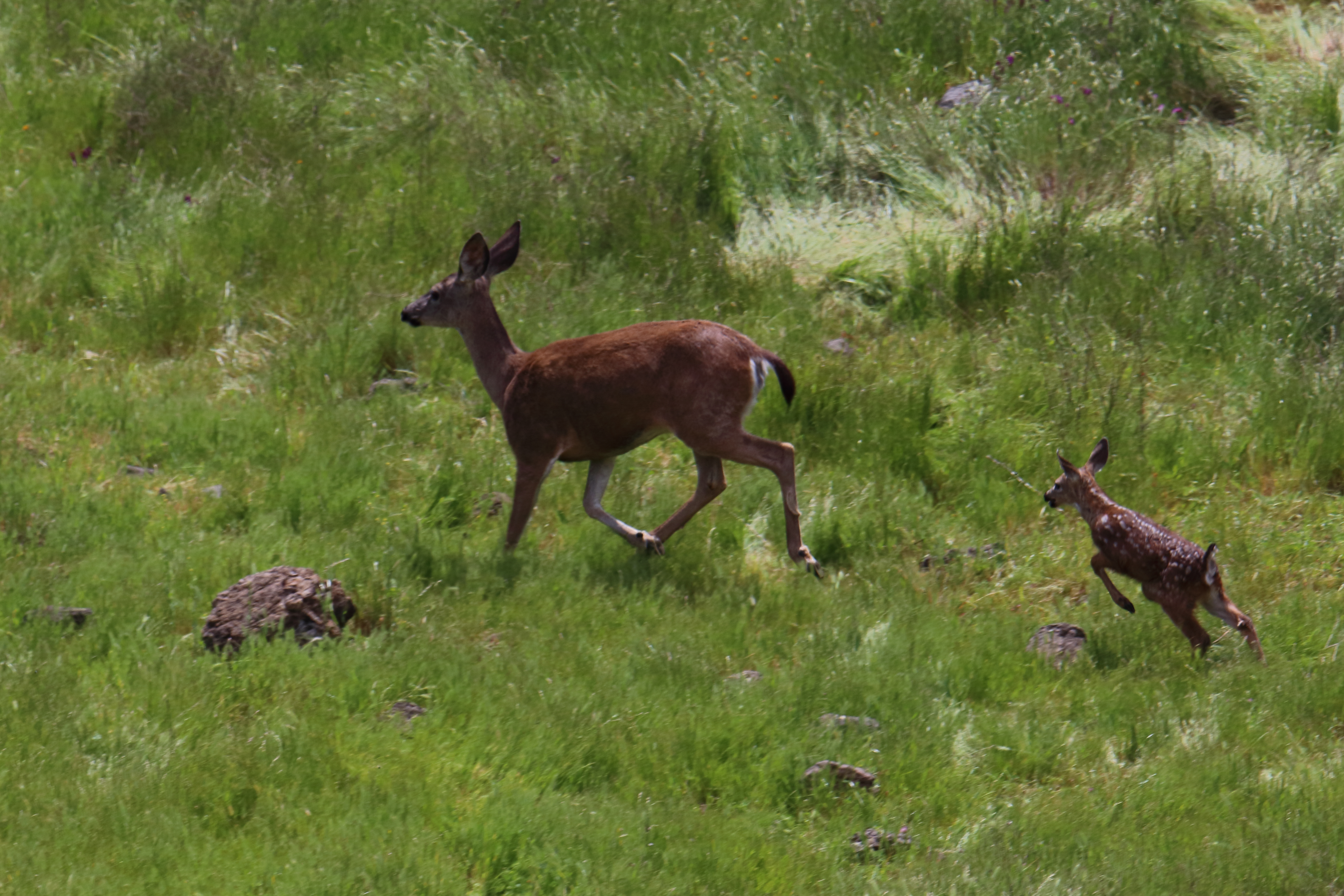 Coyote Lake County Park